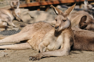 カンガルー