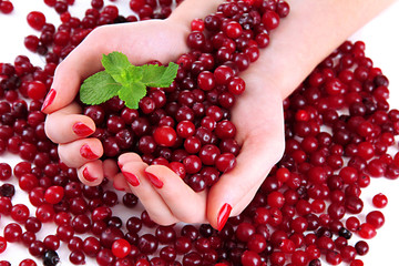 Woman hands holding ripe red cranberries, close up.