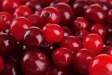 Ripe red cranberries, close up.