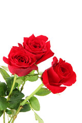 Beautiful bouquet of roses isolated on white