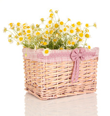 Fototapeta na wymiar Small chamomiles in wicker basket isolated on white