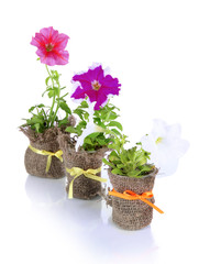 Petunias in pots isolated on white