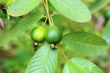 young green guava