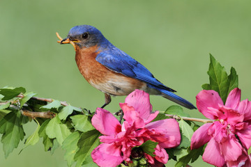 Male Eastern Bluebird