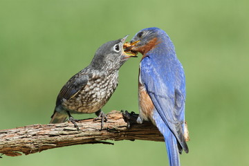 Male Eastern Bluebird With Baby
