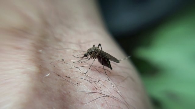 Mosquito sucks human blood