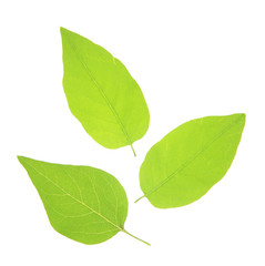 Obraz premium Green leaves isolated on white