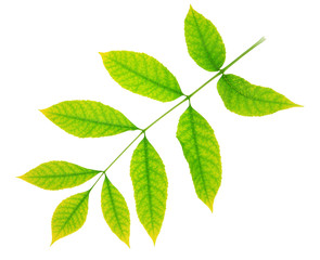 Naklejka na ściany i meble Green leaves isolated on white