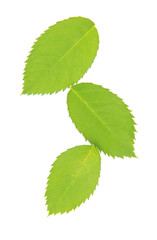 Naklejka na ściany i meble Green leaf isolated on white