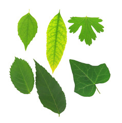 Green leaves isolated on white