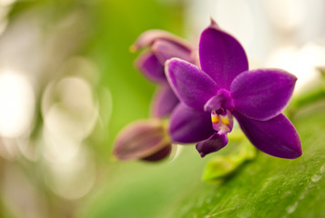 Flower Orchid