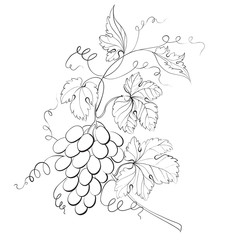 Fototapeta premium Grapes engraving.