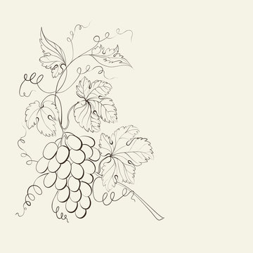 Engraving of grapes branch.