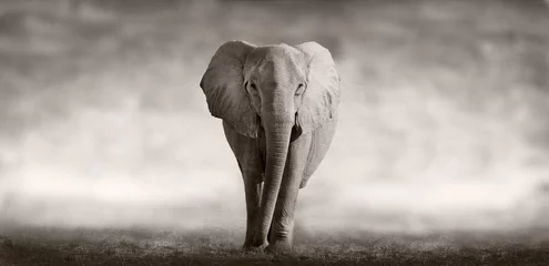 Fototapete Grau Elefant