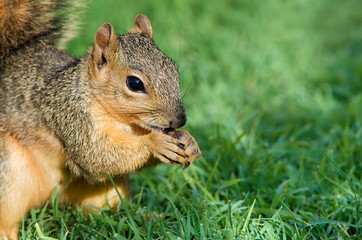 Naklejka na ściany i meble Young Fox squirrel (Sciurus niger) eating bird seeds
