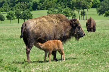 Buffalo cow nursing her calf on the pasture
