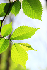 Spring green leaves background in a sunny day