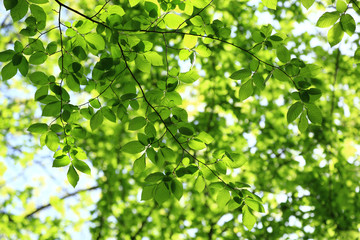 Fototapeta na wymiar Green leaves on a sunny day as a backdrop.
