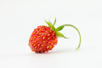 Wild Strawberry