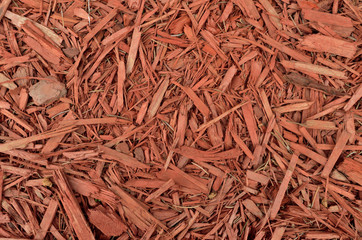 Background of bark of a tree