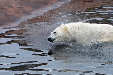 купание медведя
