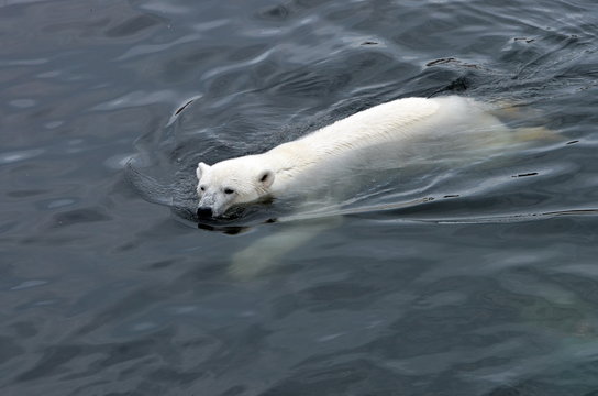 белый медведь в воде