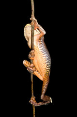 Obraz premium Tree frog