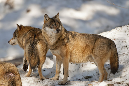 Grey wolf on the snow background