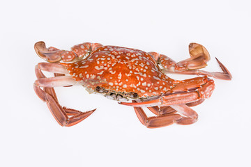 Steamed crab isolated on white background