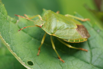 Grüne Stinkwanze