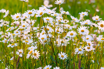 Margeritenfeld im Sonnenlicht