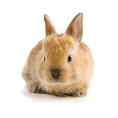 Babyhase isoliert vor weißem Hintergrund © A_n_d_i_K