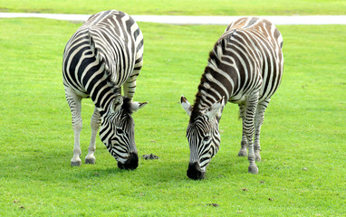 Fototapeta na wymiar Dwa Zebra eating