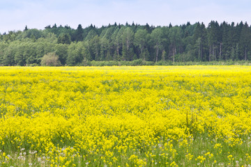 field with yellow flowers