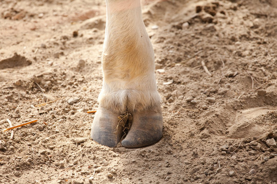 zampa della mucca