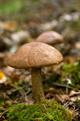 brown cap boletus in a forest scene