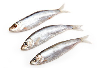 Sprats a small oily fish isolated on a white background