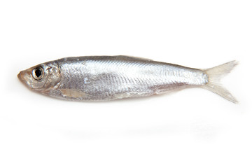 Sprats a small oily fish isolated on a white background