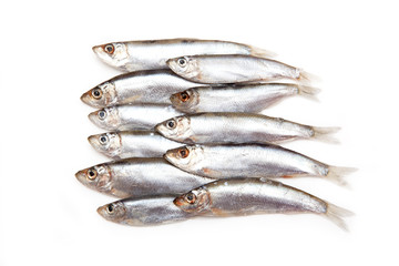 Sprats a small oily fish isolated on a white background
