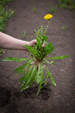 picking the weeds
