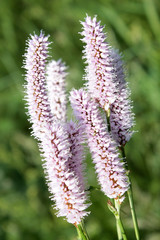 Persicaria bistorta (Common bistort)