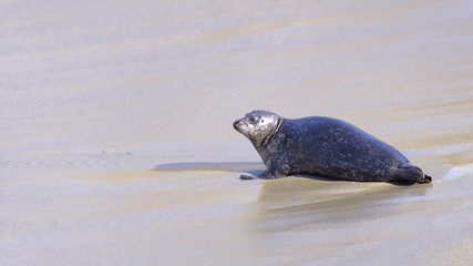 Seal in La Jolla