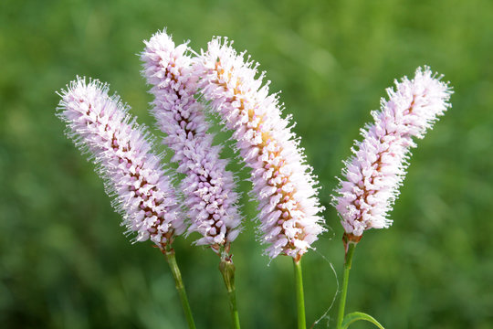 Persicaria bistorta (Common bistort)