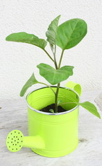 plant d'aubergine dans arrosoir décoratif