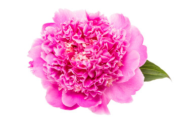 Pink peonies on a white