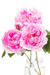 Dog-rose pink flowers