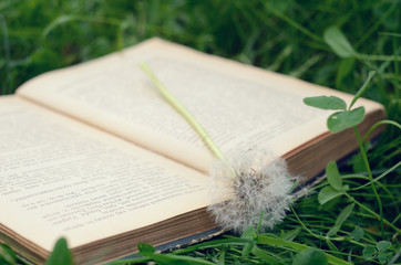 White dandelion and vintage book