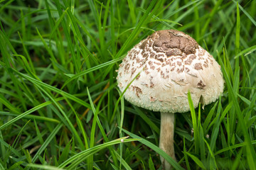 Green-gilled Parasol Mushroom