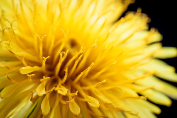 Fototapeta premium Yellow dandelion flower on black, shallow depth of field.