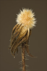taraxacum officinale in brown background